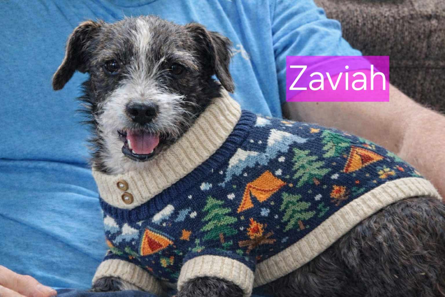 Zavia