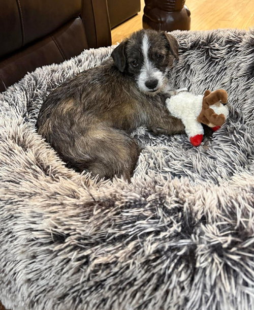 Zavia, an adoptable Yorkshire Terrier Yorkie in Robbinsdale, MN