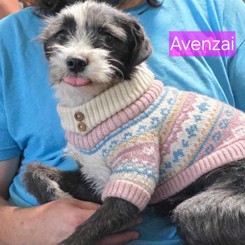 Avenzai