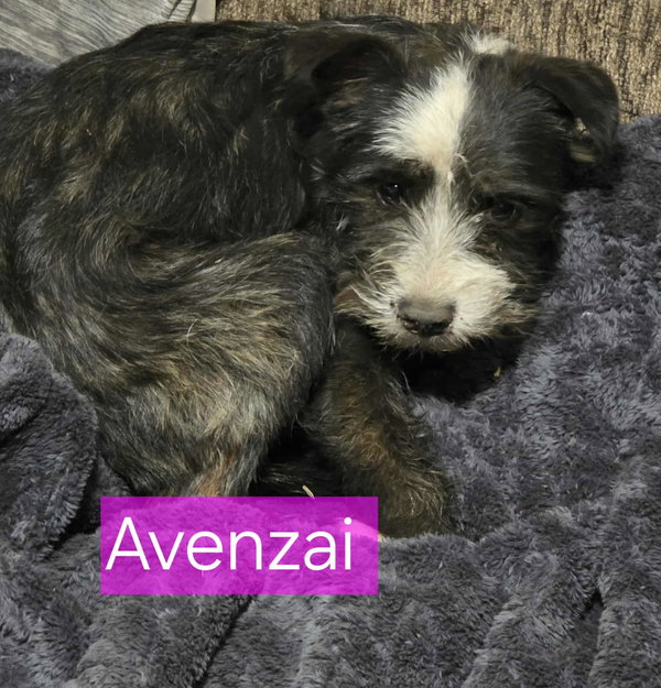 Avenzai