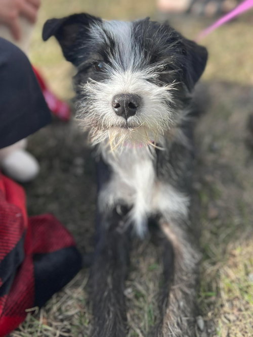 Avenzai, an adoptable Yorkshire Terrier Yorkie in Robbinsdale, MN