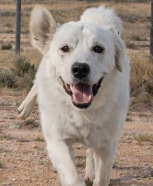 Sheva, an adoptable Great Pyrenees in Robbinsdale, MN
