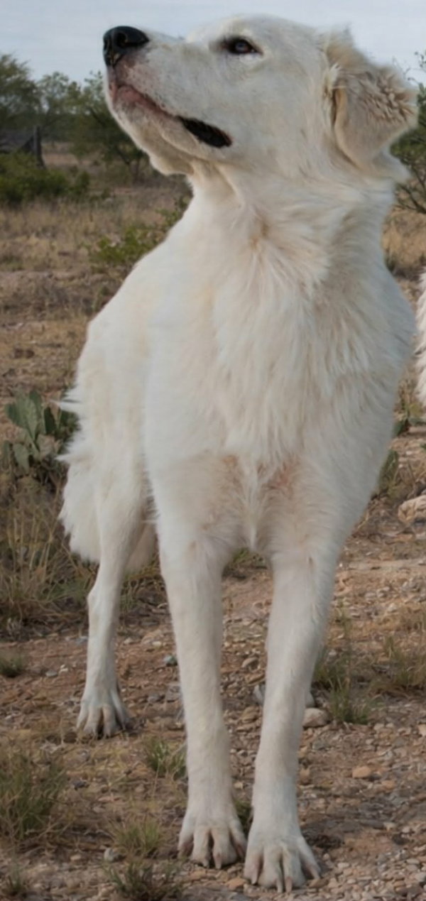 Sheva