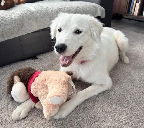 Sheva, an adoptable Golden Retriever in Robbinsdale, MN