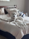 Sheva