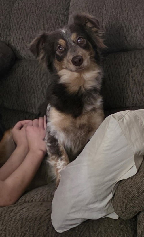 Satin, an adoptable Australian Shepherd in Robbinsdale, MN