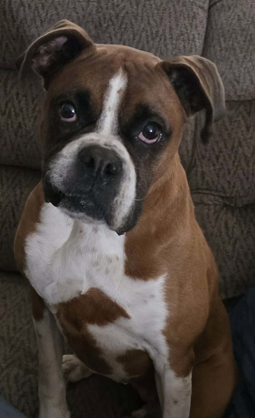 Piper, an adoptable Boxer in Robbinsdale, MN