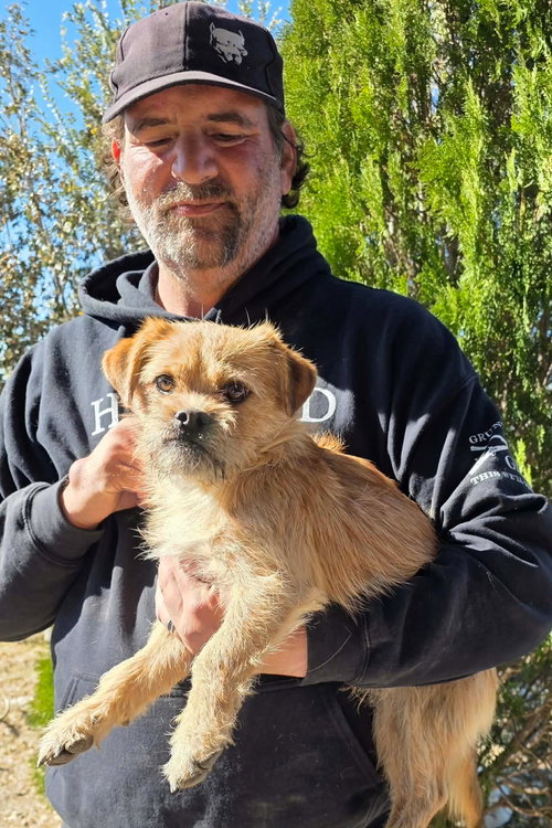 Neville, an adoptable Brussels Griffon in Robbinsdale, MN