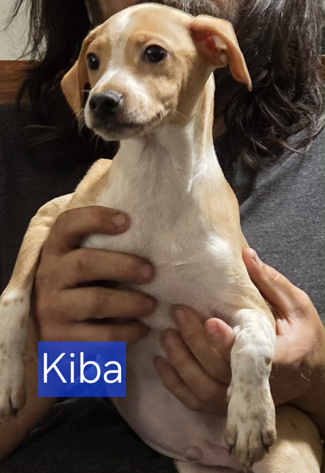 Kiba