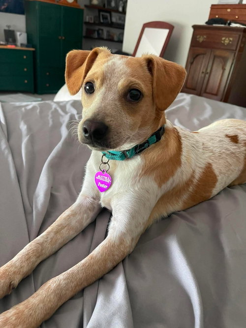 Kiba, an adoptable Chihuahua in Robbinsdale, MN