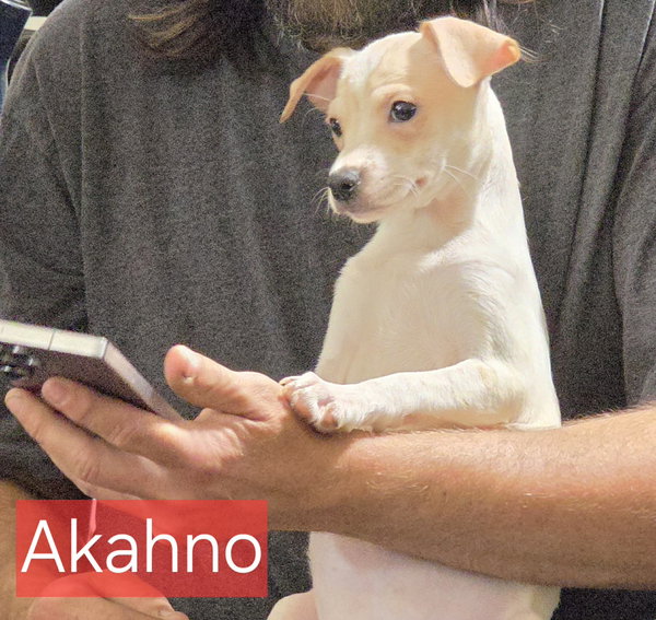 Akahno