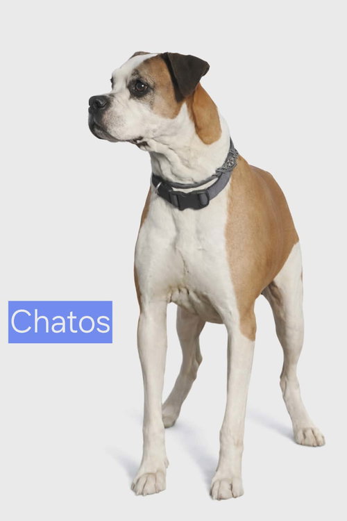 Chatos, an adoptable Boxer in Robbinsdale, MN