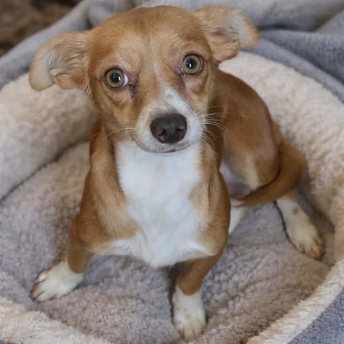 Amarilla, an adoptable Chihuahua in Robbinsdale, MN