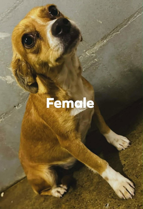 Amarilla