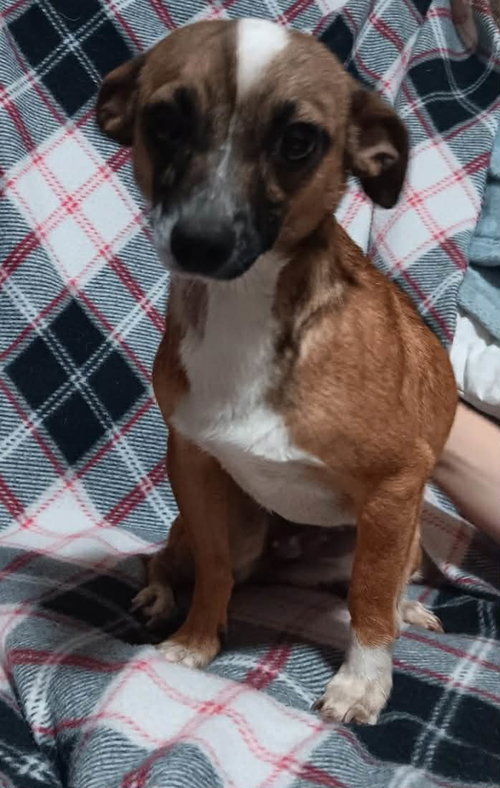 Sweets, an adoptable Dachshund in Robbinsdale, MN