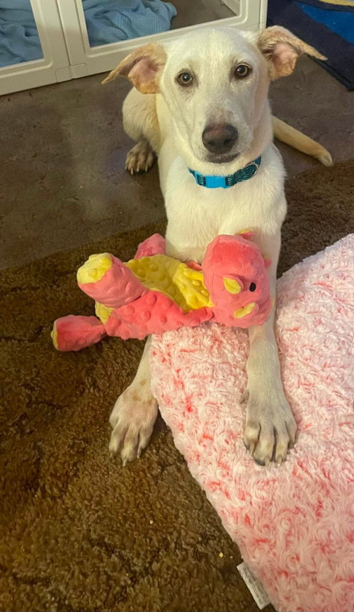 Sawako, an adoptable Labrador Retriever in Robbinsdale, MN