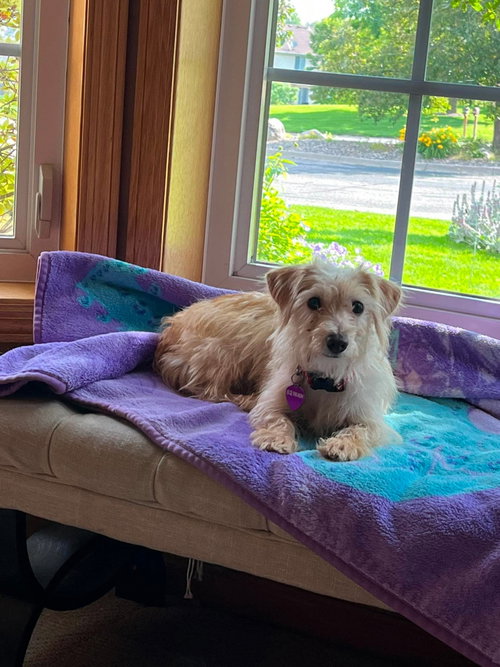 Marsh-mallow, an adoptable Terrier in Robbinsdale, MN