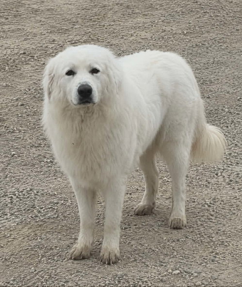 Yeti