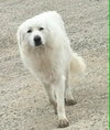 Yeti
