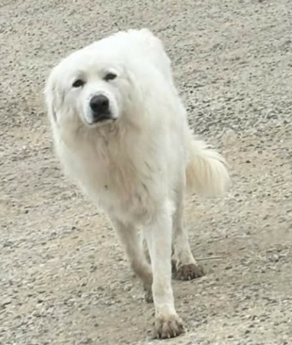 Yeti