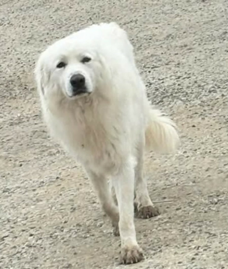 Yeti