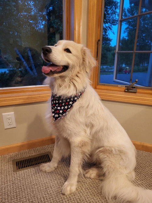 Yeti, an adoptable Great Pyrenees in Robbinsdale, MN