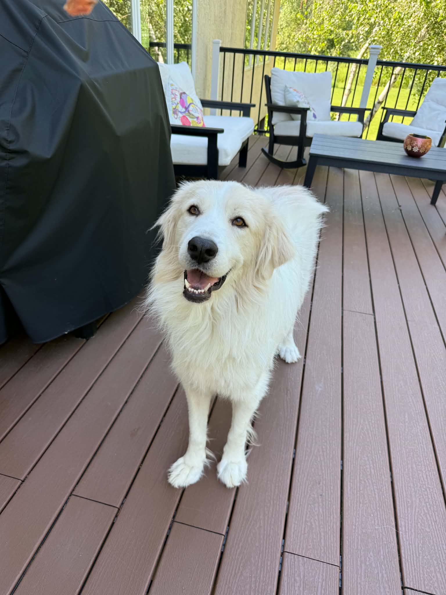 Yeti - Great Pyrenees