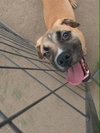 Goofy Goose
