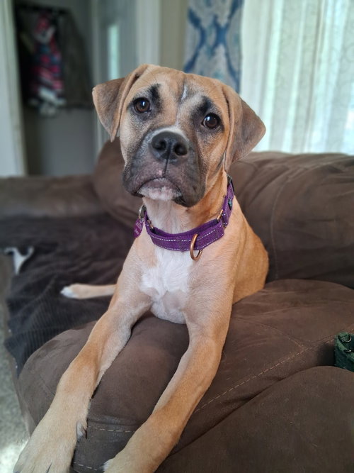Goofy Goose, a Boxer / Mixed (short coat)