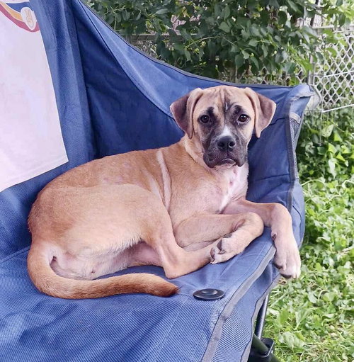 Pluto, an adoptable Boxer in Robbinsdale, MN
