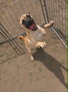 Laurel, a Pug / Boxer / Mixed (short coat)
