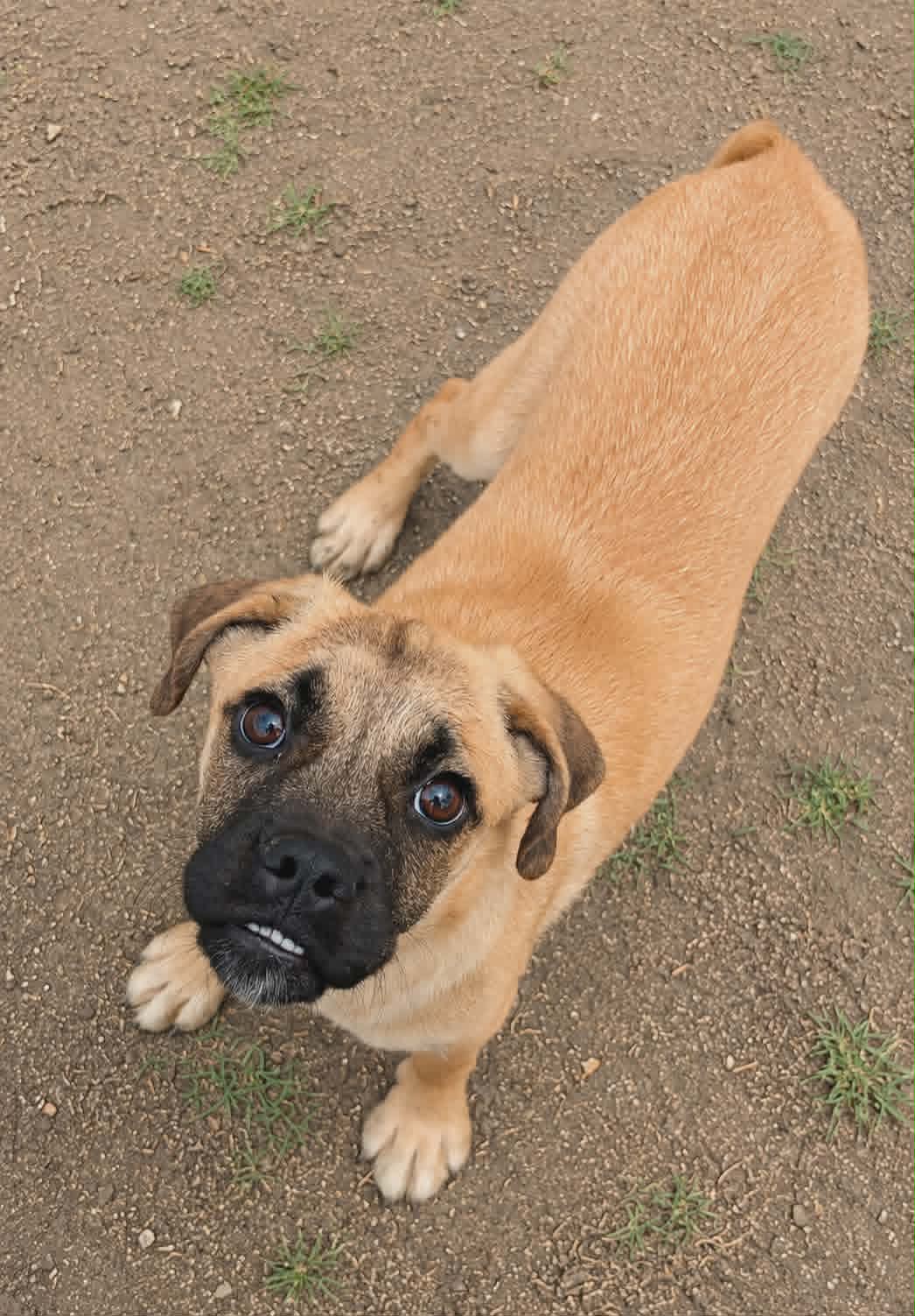 Linden - Pug