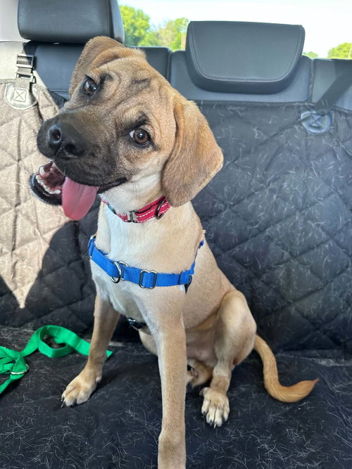 Hawthorne, an adoptable Pug in Robbinsdale, MN