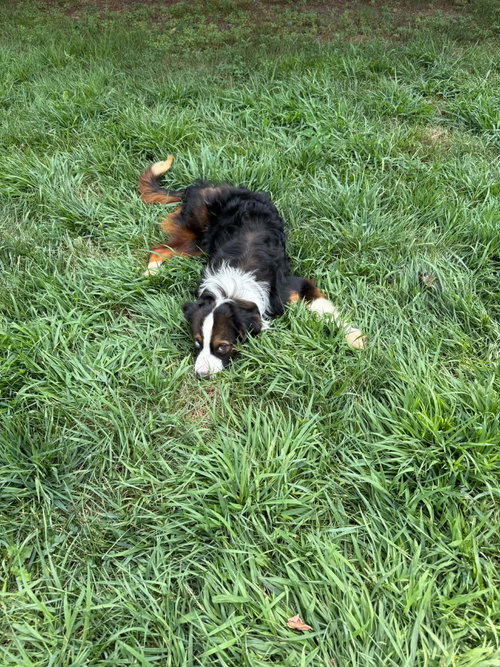Cayenne photo 6