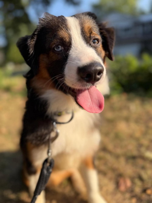 Cayenne