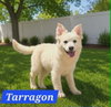 Tarragon
