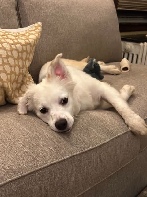 Tarragon - Australian Shepherd