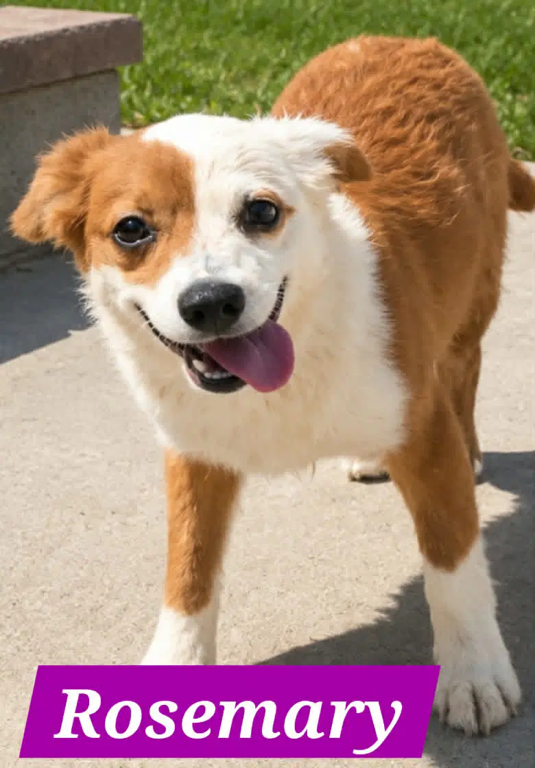 Rosemary Mae - Australian Shepherd