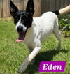 Edena