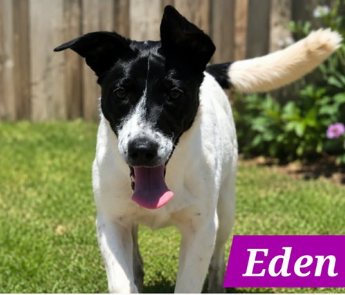 Edena photo 2