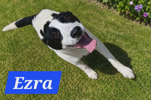 Ezras, an adoptable Australian Cattle Dog in Robbinsdale, MN