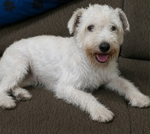 Seb, an adoptable Schnauzer in Robbinsdale, MN