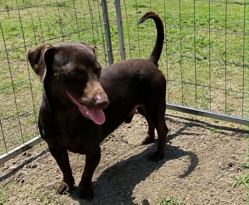 Choco, an adoptable Dachshund in Robbinsdale, MN