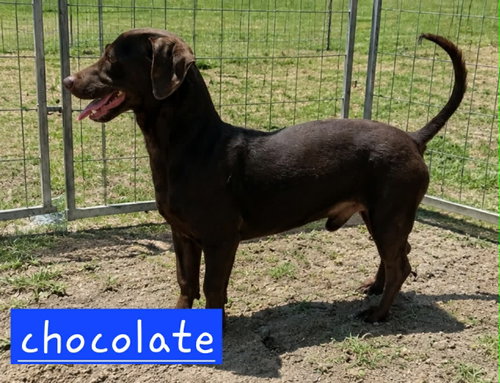 Choco photo 2