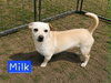 Milk