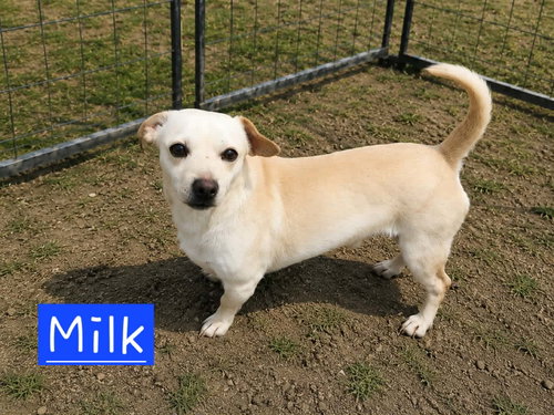 Milk, an adoptable Dachshund in Robbinsdale, MN