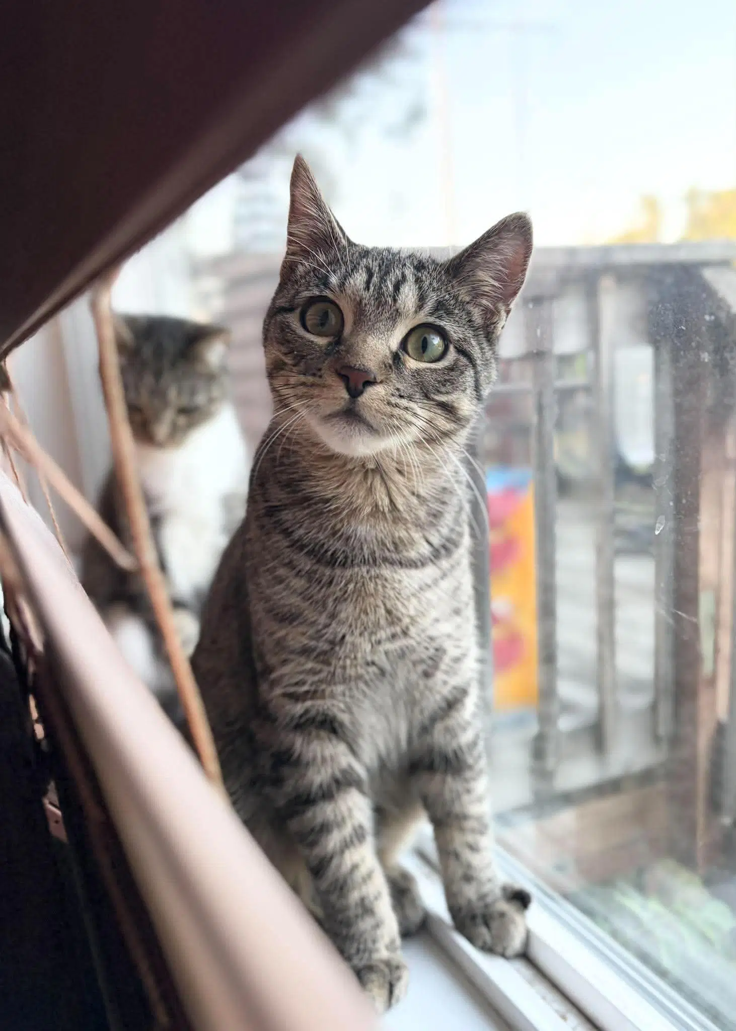 Rio - Tabby
