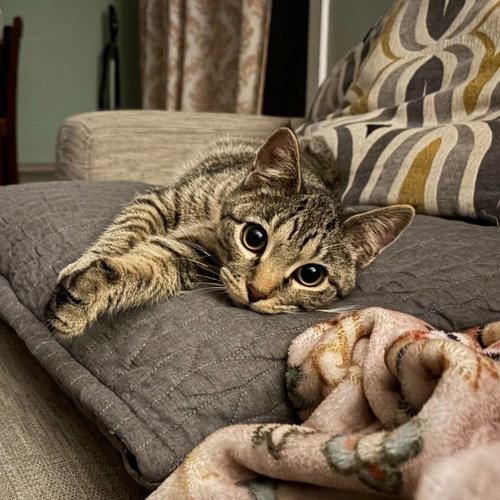 Rio, a cat for adoption from Matty's Heart & Soul Animal Rescue