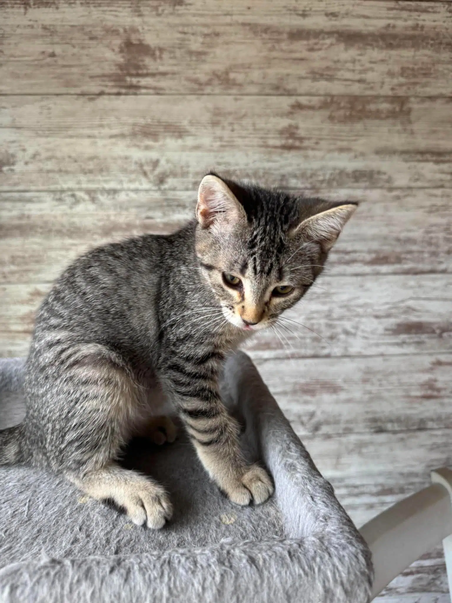 Rivet - Tabby