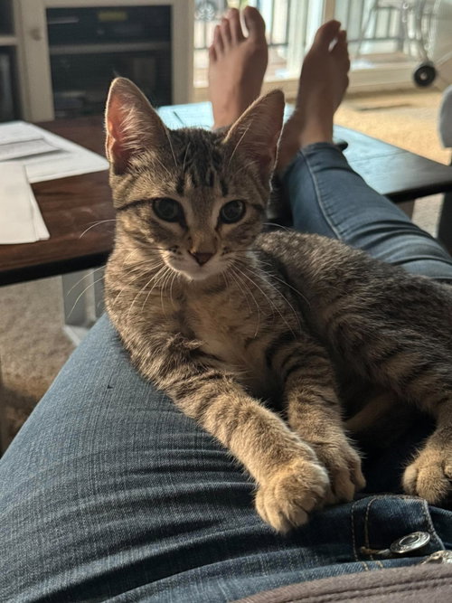 Rivet
